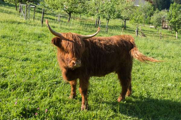 Bild aus der Galerie