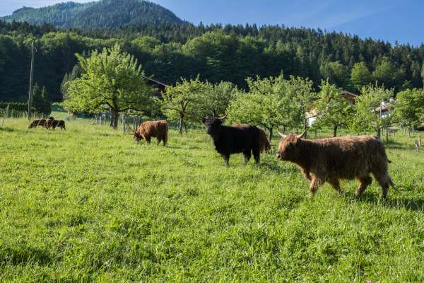 Bild aus der Galerie