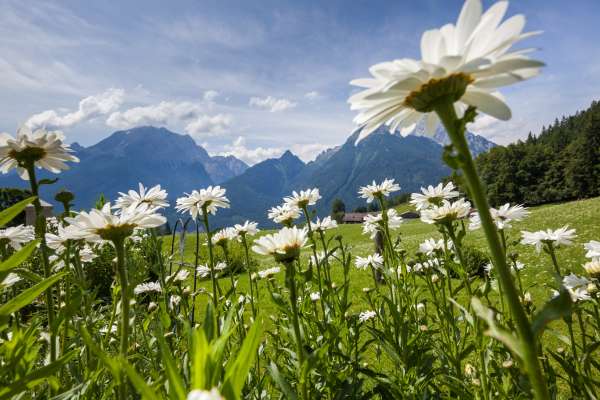 Bild aus der Galerie