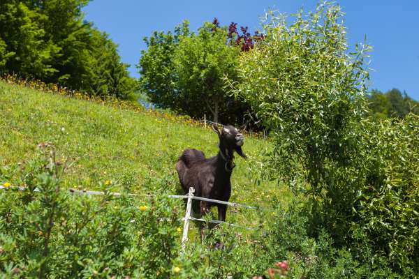 Bild aus der Galerie