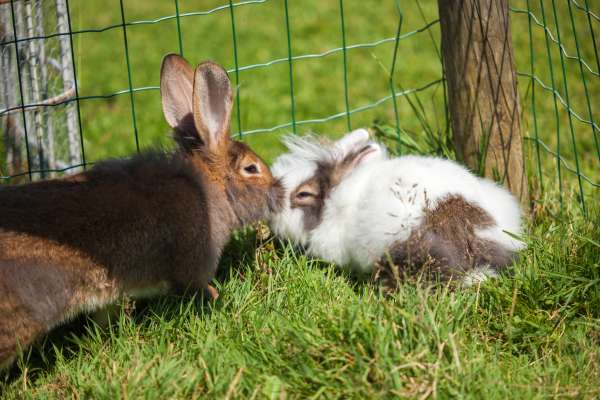 Bild aus der Galerie