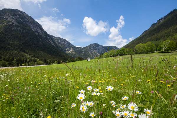 Bild aus der Galerie