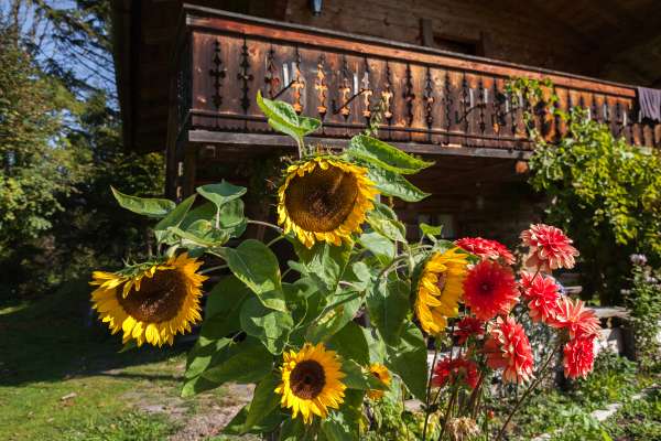 Bild aus der Galerie