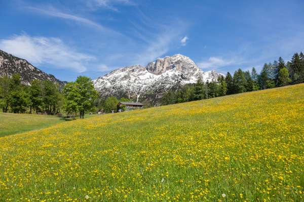 Bild aus der Galerie