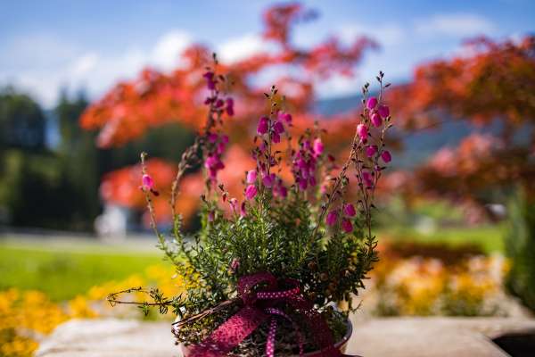 Bild aus der Galerie