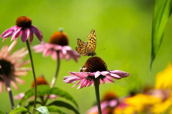 Bild aus der Galerie