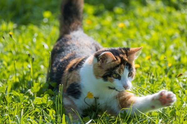 Bild aus der Galerie