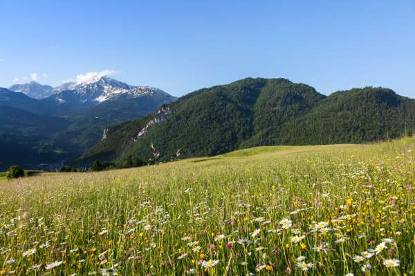 Bild aus der Galerie