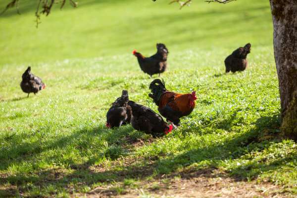 Bild aus der Galerie