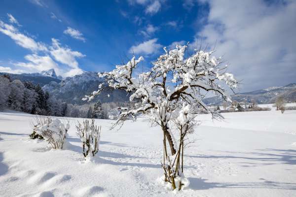 Bild aus der Galerie