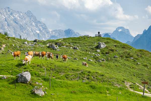 Bild aus der Galerie