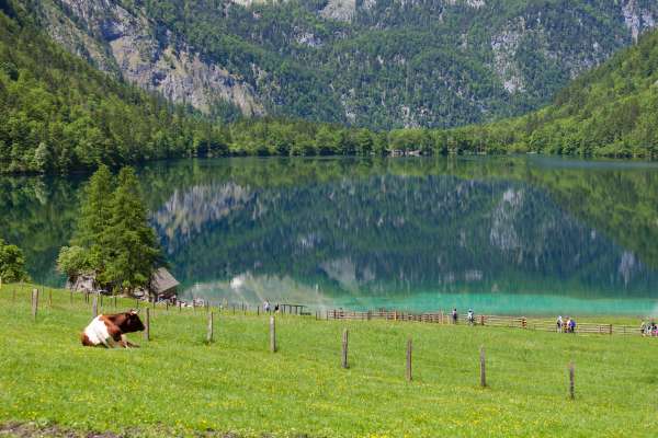 Mehr zu Obersee