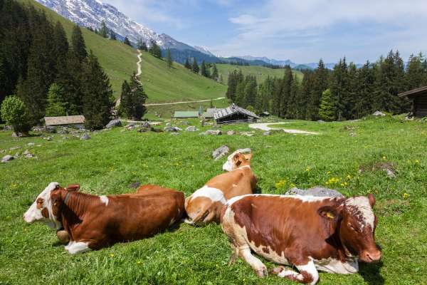 Mehr zu Königsbachalm