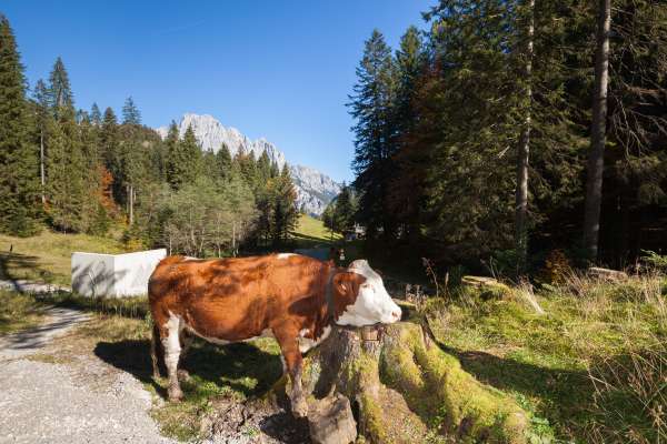 Bild aus der Galerie