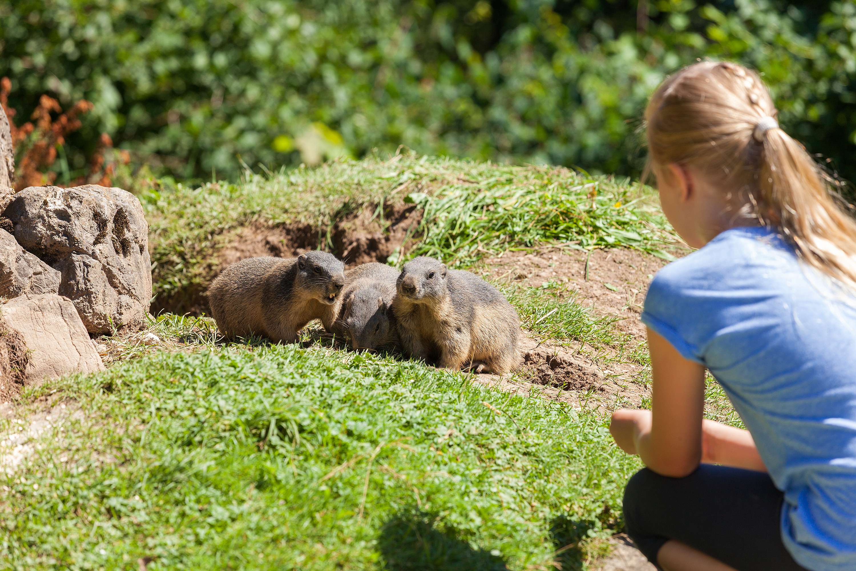 Adler- und Murmeltiergehege