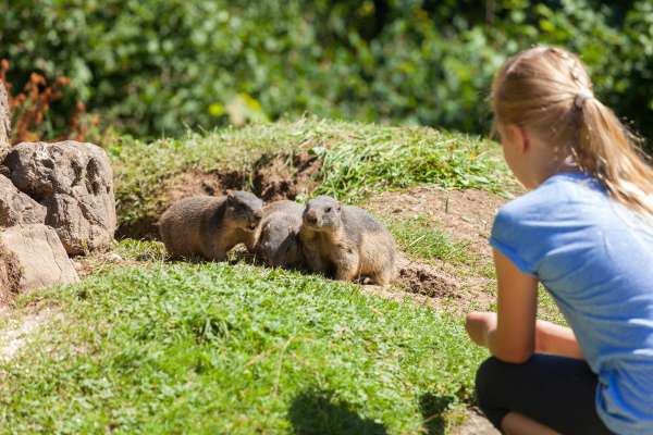 Mehr zu Adler- und Murmeltiergehege