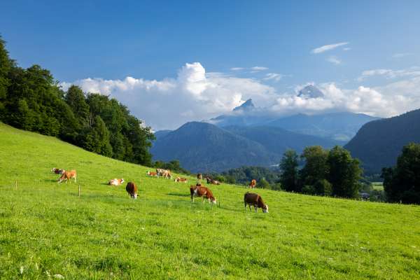 Bild aus der Galerie