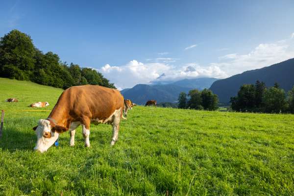 Bild aus der Galerie