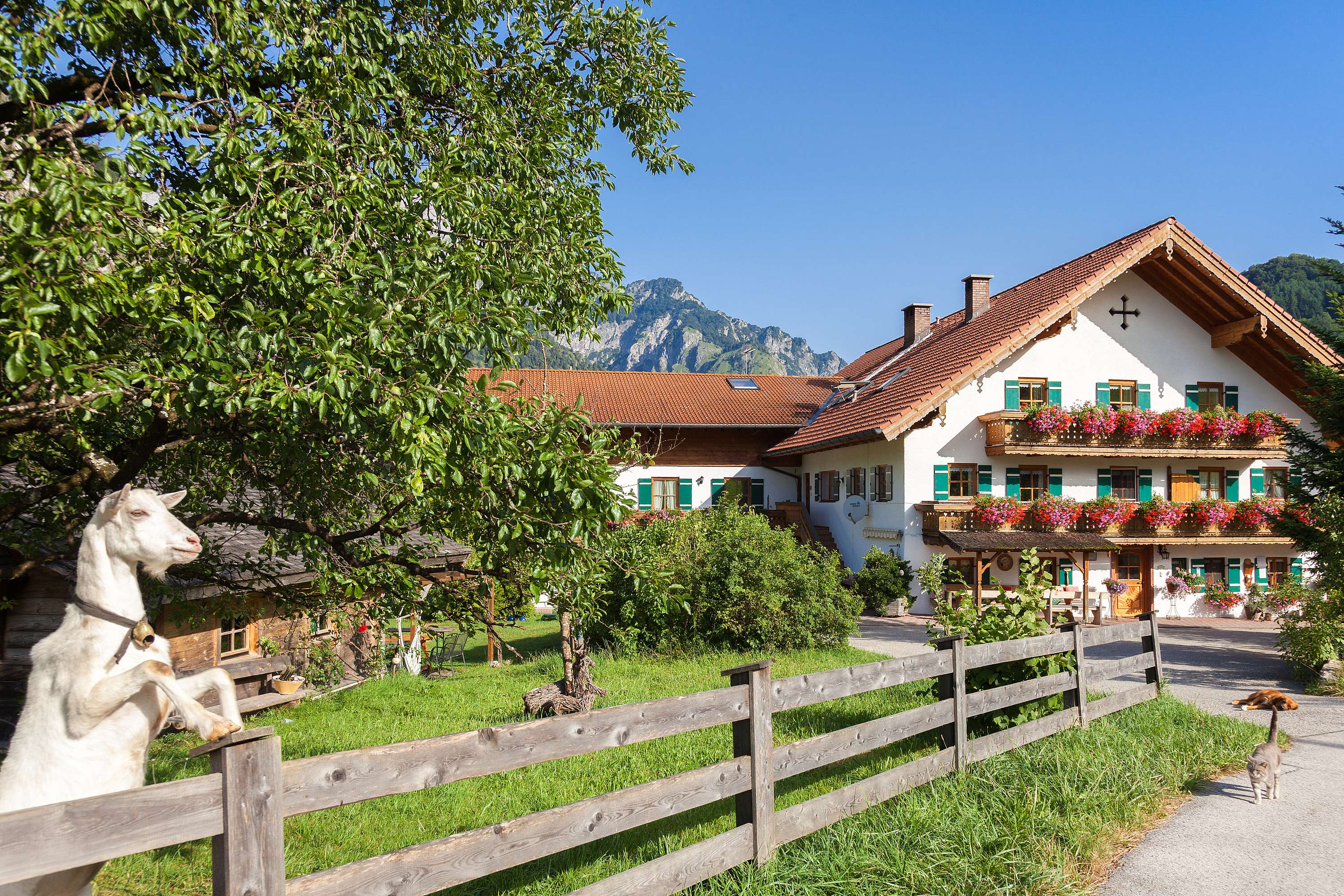 Pfeffererlehen in Marktschellenberg, traditioneller bayerischer Bauernhof mit blumengeschmückten Balkonen, Holzzaun, Ziege im Vordergrund und Bergpanorama
