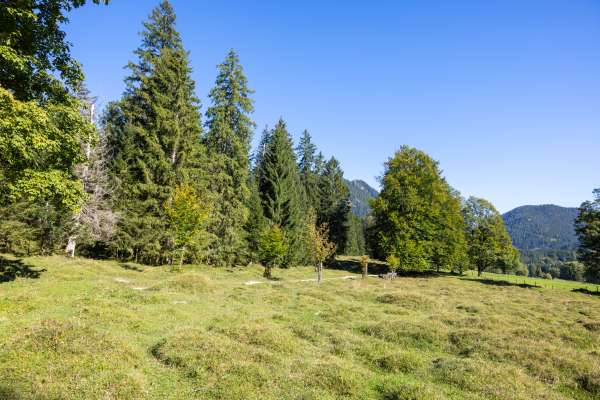 Mehr zu Almerlebnisweg Ramsau