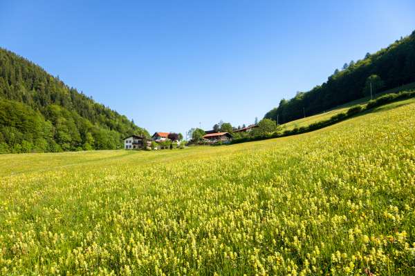 Bild aus der Galerie