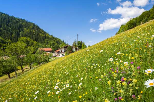 Bild aus der Galerie