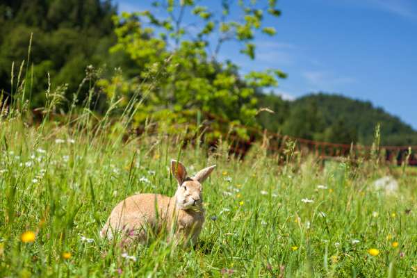 Bild aus der Galerie