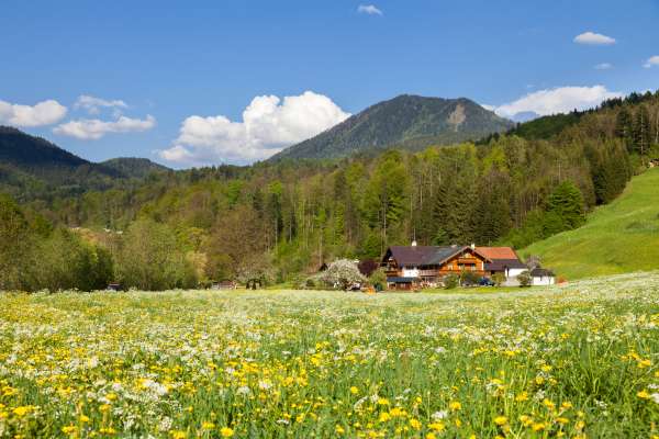 Bild aus der Galerie