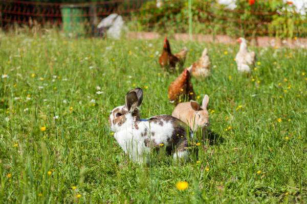 Bild aus der Galerie