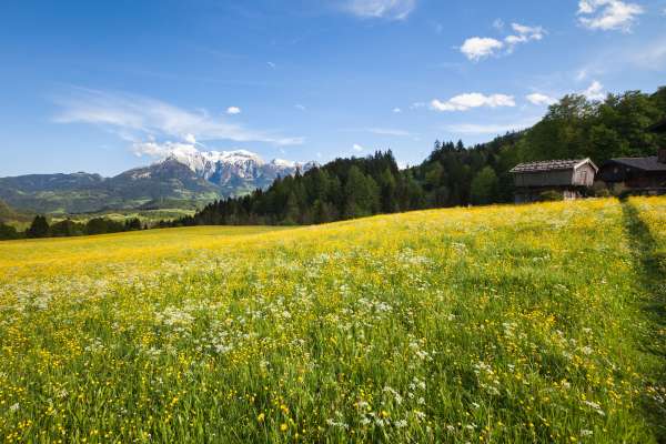 Bild aus der Galerie