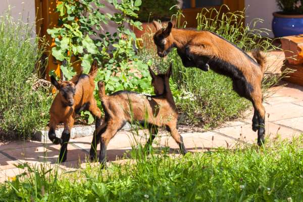 Bild aus der Galerie