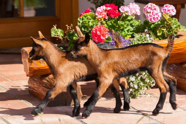 Bild aus der Galerie