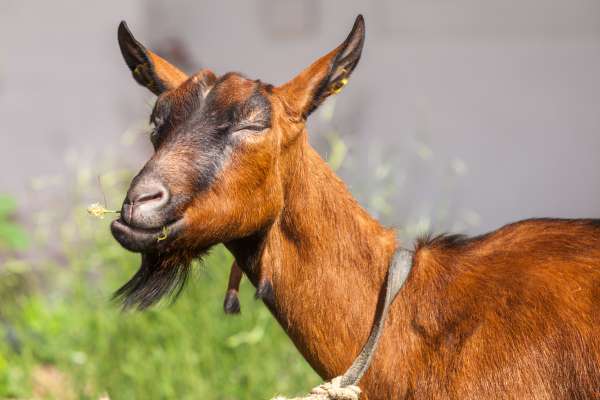 Bild aus der Galerie