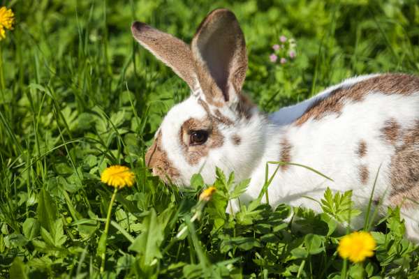 Bild aus der Galerie