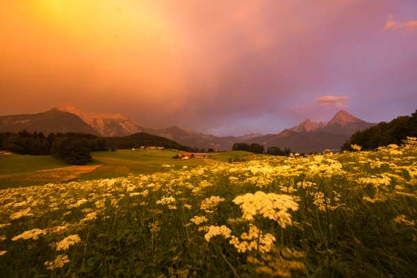 Bild aus der Galerie