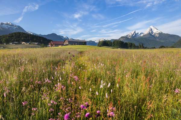 Bild aus der Galerie