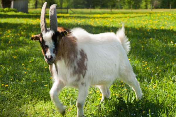 Bild aus der Galerie