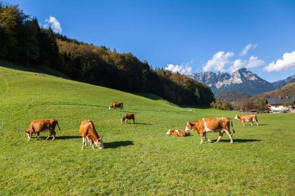 Bild aus der Galerie