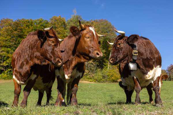 Bild aus der Galerie