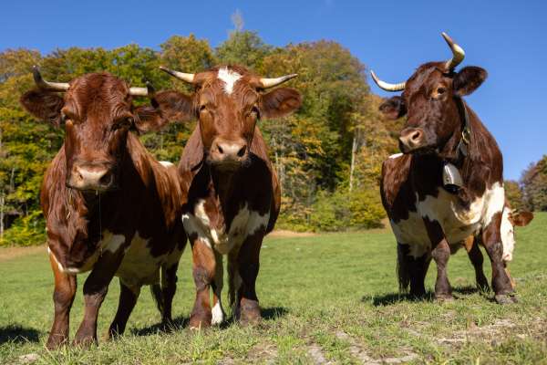 Bild aus der Galerie