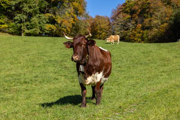 Bild aus der Galerie