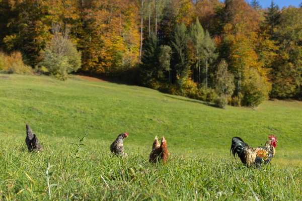 Bild aus der Galerie