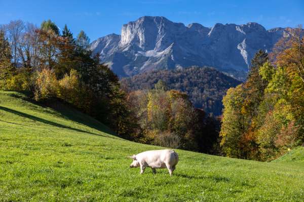 Bild aus der Galerie