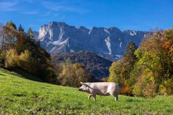 Bild aus der Galerie