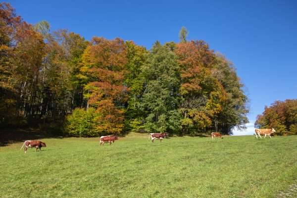 Bild aus der Galerie