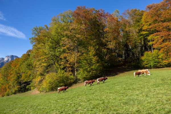 Bild aus der Galerie