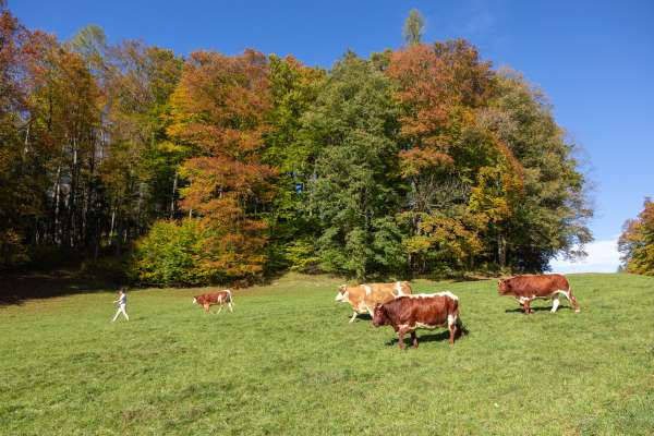 Bild aus der Galerie