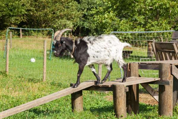 Bild aus der Galerie