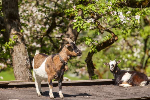 Bild aus der Galerie