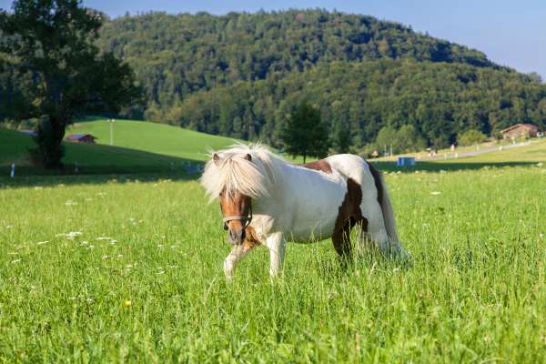 Bild aus der Galerie